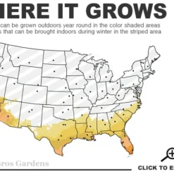 Bay Laurel (Sweet Bay) - Laurus Nobilis - 1 Gallon Pot -Garden Supplies Sales 2024 8a 11 56