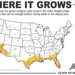 Summit Muscadine - 1 Gallon Pot 6 Summit Muscadine - 1 Gallon Pot -Garden Supplies Sales 2024 8b 11