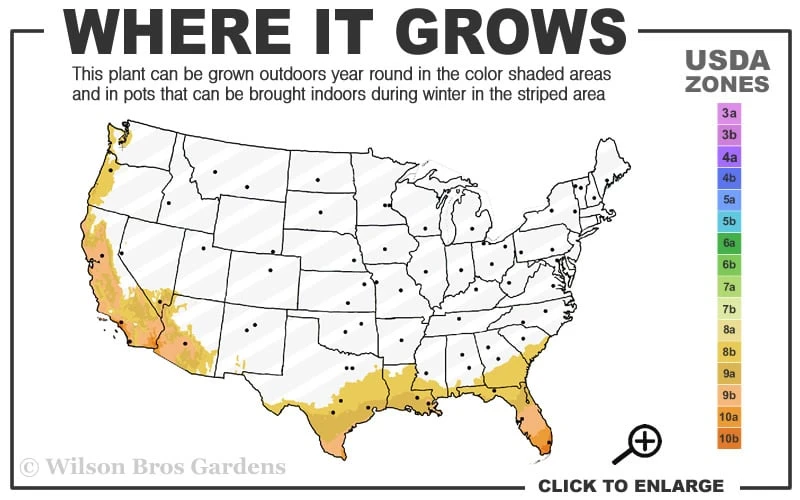 Summit Muscadine - 1 Gallon Pot 3 Summit Muscadine - 1 Gallon Pot - Image 3
