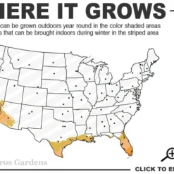 Meyer Lemon Tree (Citrus X Meyeri) - 5 Gallon Pot -Garden Supplies Sales 2024 9a 11