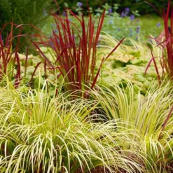 Golden Sweet Flag (Acorus Gramineus 'Ogon') - 6 Pack Of Pint Pots -Garden Supplies Sales 2024 Acorus Ogon 103 3