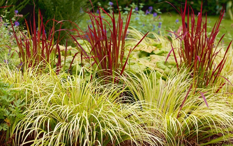 Golden Sweet Flag - Acorus Gramineus 'Ogon' - 18 Count Flat Of Pint Pots 5 Golden Sweet Flag - Acorus Gramineus 'Ogon' - 18 Count Flat Of Pint Pots - Image 5