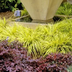 Golden Sweet Flag - Acorus Gramineus 'Ogon' - 10 Pack Of Quart Pots -Garden Supplies Sales 2024 Acorus Ogon 104 5