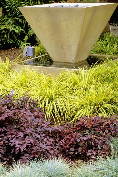 Golden Sweet Flag - Acorus Gramineus 'Ogon' - 18 Count Flat Of Pint Pots 4 Golden Sweet Flag - Acorus Gramineus 'Ogon' - 18 Count Flat Of Pint Pots - Image 4