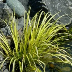 Golden Sweet Flag - Acorus Gramineus 'Ogon' - 1 Gallon Pot -Garden Supplies Sales 2024 Acorus Ogon 105 1