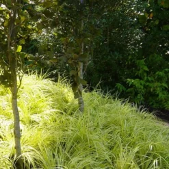 Golden Sweet Flag - Acorus Gramineus 'Ogon' - 1 Gallon Pot