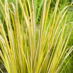 Golden Variegated Sweet Flag - Acorus Gramineus 'Oborozuki' - 18 Count Flats Of Pint Pots -Garden Supplies Sales 2024 Acorus Sweet Flag Variegated 500x750 1