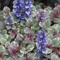 Burgundy Glow Ajuga - Bugleweed - 10 Count Flat Of 4" Pint Pots -Garden Supplies Sales 2024 Ajuga Burgundy Glow 500x750 1