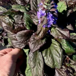 Catlins Giant Ajuga - Bugleweed - 5 Pack Of Pint Pots -Garden Supplies Sales 2024 Ajuga Catlins Giant 10 4