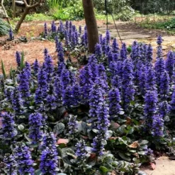 Catlins Giant Ajuga - Bugleweed - 1 Gallon Pot -Garden Supplies Sales 2024 Ajuga Catlins Giant 20 1