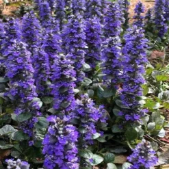 Catlins Giant Ajuga - Bugleweed - 10 Pack Of Pint Pots