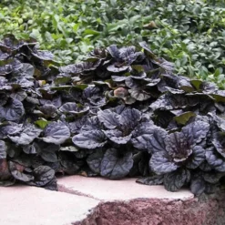 Mahogany Ajuga (Bugleweed) - 5 Pack Of Quart Pots -Garden Supplies Sales 2024 Ajuga Mahogany 2