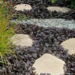 Mahogany Ajuga (Bugleweed) - 5 Pack Of Quart Pots