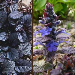 Mahogany Ajuga (Bugleweed) - 5 Pack Of Quart Pots -Garden Supplies Sales 2024 Ajuga Mahogany Combo