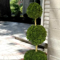 Emerald Green Arborvitae Poodle Tier Topiary (3 Ball) - 5 Gallon Pot -Garden Supplies Sales 2024 Arborvitae Emerald Green 3 Ball Poodle Tier 2