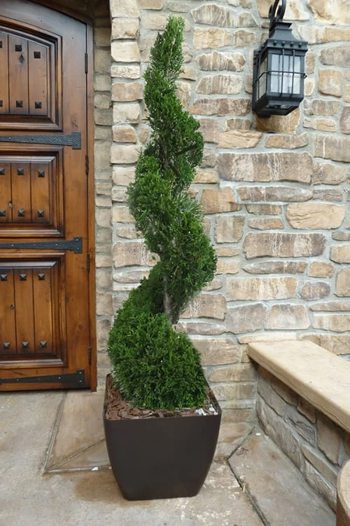 Emerald Green Arborvitae Spiral Topiary - 5 Gallon Pot (6') 1 Emerald Green Arborvitae Spiral Topiary - 5 Gallon Pot (6')
