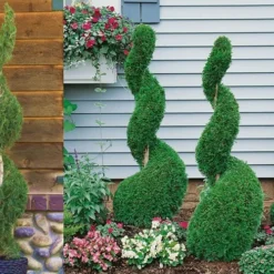 Emerald Green Arborvitae Spiral Topiary - 5 Gallon Pot (3-4') -Garden Supplies Sales 2024 Arborvitae Emerald Green Spiral 800x500 1