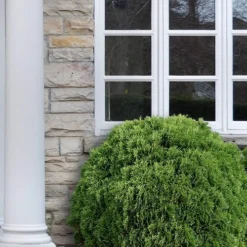 Planet Earth Arborvitae - 3 Gallon Pot -Garden Supplies Sales 2024 Arborvitae Woodwardii Globe 12