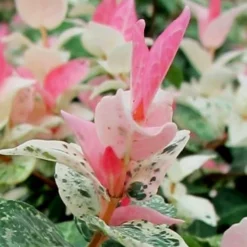 Snow N Summer Asiatic Jasmine - 6 Pack Of 1 Gallon Pots 11 Snow N Summer Asiatic Jasmine - 6 Pack Of 1 Gallon Pots -Garden Supplies Sales 2024 Asian Jasmine Snow N Summer 16 1