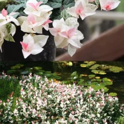 Snow N Summer Asiatic Jasmine - 1 Gallon Pot -Garden Supplies Sales 2024 Asian Jasmine Summer N Snow 2