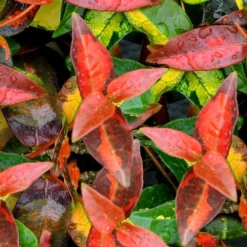 Summer Sunset Asiatic Jasmine - 1 Gallon Pot -Garden Supplies Sales 2024 Asian jasmine Summer Sunset 1 1