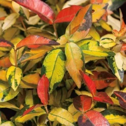 Summer Sunset Asiatic Jasmine - 6 Pack Of 1 Gallon Pots