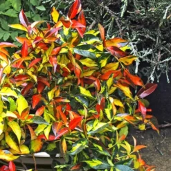 Summer Sunset Asiatic Jasmine - 6 Pack Of 1 Gallon Pots -Garden Supplies Sales 2024 Asian jasmine Summer Sunset 6