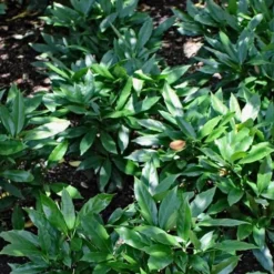 Dwarf Green Aucuba - Japanese Laurel - 3 Gallon Pot -Garden Supplies Sales 2024 Aucuba Dwarf Green 1