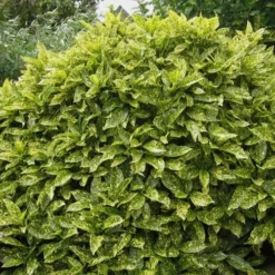 Gold Dust Aucuba (Japanese Laurel) - 1 Gallon Pot 9 Gold Dust Aucuba (Japanese Laurel) - 1 Gallon Pot -Garden Supplies Sales 2024 Aucuba Gold Dust 14
