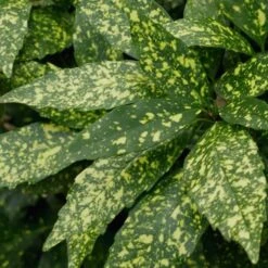 Gold Dust Aucuba (Japanese Laurel) - 1 Gallon Pot