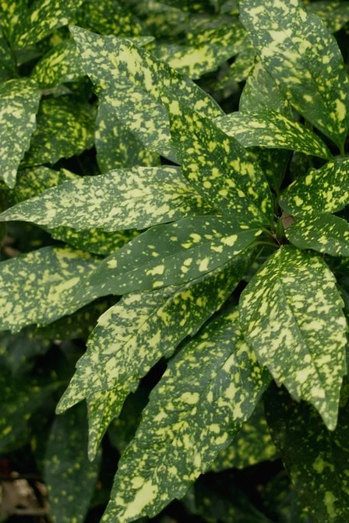 Gold Dust Aucuba (Japanese Laurel) - 1 Gallon Pot 1 Gold Dust Aucuba (Japanese Laurel) - 1 Gallon Pot