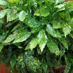 Gold Dust Aucuba (Japanese Laurel) - 1 Gallon Pot 10 Gold Dust Aucuba (Japanese Laurel) - 1 Gallon Pot -Garden Supplies Sales 2024 Aucuba Gold Dust 17