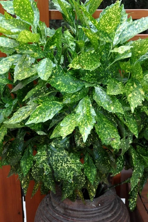 Gold Dust Aucuba (Japanese Laurel) - 1 Gallon Pot 5 Gold Dust Aucuba (Japanese Laurel) - 1 Gallon Pot - Image 5