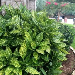 Gold Dust Aucuba (Japanese Laurel) - 1 Gallon Pot 11 Gold Dust Aucuba (Japanese Laurel) - 1 Gallon Pot -Garden Supplies Sales 2024 Aucuba Gold Dust 18