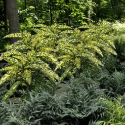 Hosoba Hoshifu Variegated Aucuba (Japanese Laurel) - 3 Gallon Pot -Garden Supplies Sales 2024 Aucuba Hosoba Hoshifu