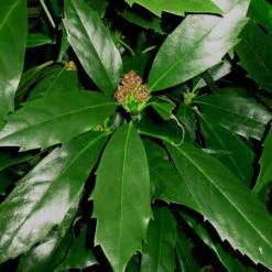 Sawtoothed Aucuba Serratifolia - 3 Gallon Pot -Garden Supplies Sales 2024 Aucuba Sawthooth 1