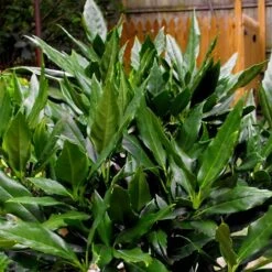 Sawtoothed Aucuba Serratifolia - 3 Gallon Pot -Garden Supplies Sales 2024 Aucuba Sawtoothed 3