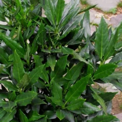 Sawtoothed Aucuba Serratifolia - 1 Gallon Pot -Garden Supplies Sales 2024 Aucuba Serratifolia Sawtooth 500x750 3