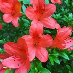 Flame Creeper Dwarf Spreading Azalea - 1 Gallon Pot -Garden Supplies Sales 2024 Azalea Flame Creeper 11 1