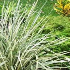 Aztec Grass (Liriope Muscari) - 10 Pack Of Pint Pots -Garden Supplies Sales 2024 Aztec Grass Liriope