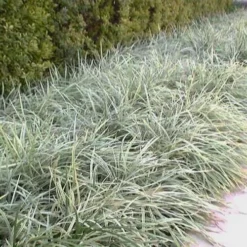 Aztec Grass (Liriope Muscari) - 10 Pack Of Pint Pots -Garden Supplies Sales 2024 Aztec Grass Liriope Border