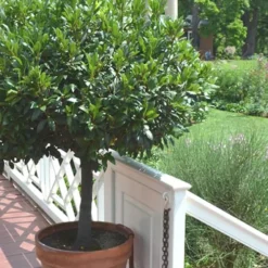 Bay Laurel (Sweet Bay) - Laurus Nobilis - 2 Gallon Pot -Garden Supplies Sales 2024 Bay Laurel 10 3