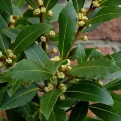 Bay Laurel (Sweet Bay) - Laurus Nobilis - 3 Gallon Pot -Garden Supplies Sales 2024 Bay Laurel 2 1