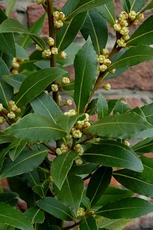 Bay Laurel (Sweet Bay) - Laurus Nobilis - 6 Pack Of 1 Gallon Pots 7 Bay Laurel (Sweet Bay) - Laurus Nobilis - 6 Pack Of 1 Gallon Pots - Image 7