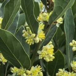 Bay Laurel (Sweet Bay) - Laurus Nobilis - 3 Gallon Pot -Garden Supplies Sales 2024 Bay Laurel 3 1