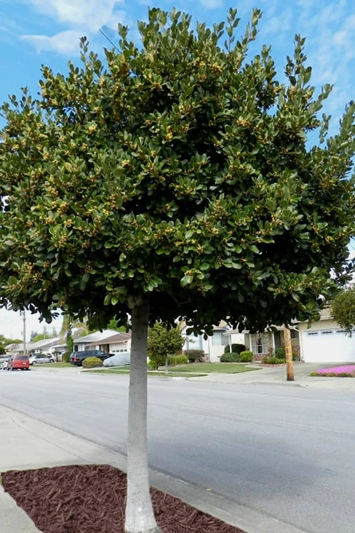 Bay Laurel (Sweet Bay) - Laurus Nobilis - 6 Pack Of 1 Gallon Pots 5 Bay Laurel (Sweet Bay) - Laurus Nobilis - 6 Pack Of 1 Gallon Pots - Image 5