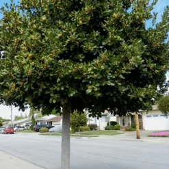 Bay Laurel (Sweet Bay) - Laurus Nobilis - 1 Gallon Pot -Garden Supplies Sales 2024 Bay Laurel 5