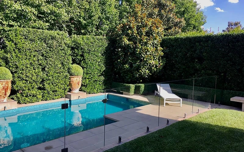 Bay Laurel (Sweet Bay) - Laurus Nobilis - 6 Pack Of 1 Gallon Pots 6 Bay Laurel (Sweet Bay) - Laurus Nobilis - 6 Pack Of 1 Gallon Pots - Image 6