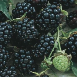 Apache Thornless Blackberry - 2 Gallon Pot -Garden Supplies Sales 2024 Blackberry Apache BS