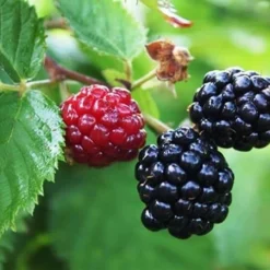 Arapaho Thornless Blackberry - 6 Pack Of 1 Gallon Pots -Garden Supplies Sales 2024 Blackberry Arapaho Thornless 1